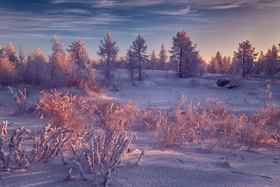 Ll том. красота природы зима тундра…» — создано в Шедевруме