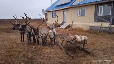 Красивый Пейзаж Лесной Тундры Осень В Тундре Ветви Желтой Ели В Осенних  Цветах На Фоне Мха Тундра Россия — стоковые фотографии и другие картинки  Арктика - iStock