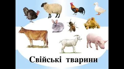 Картки Домана Свійські тварини з фактами 20 карток на українській мові  (2100064095184) – купить в интернет-магазине Ditya.com.ua цены, отзывы,  фото, характеристики