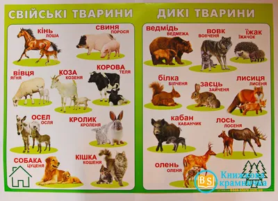 Світ тварин». 29 тиждень НУШ: додаткові матеріали та рекомендації — Журнал  «На Урок»