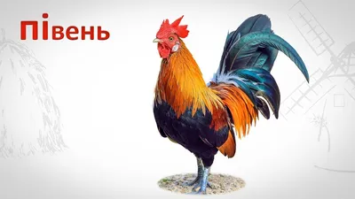 Картки Домана Дикі тварини 20 карток Ламинація російською мовою  (2100064091551) – купить в интернет-магазине Ditya.com.ua цены, отзывы,  фото, характеристики