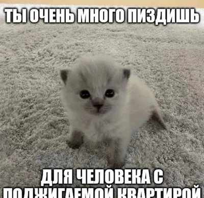 Мем с котёнком | Мемы, Веселые мемы, Смешные мемы