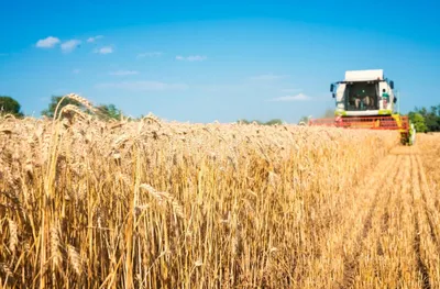 Зерна достаточно: в Казахстане завершилась уборка урожая