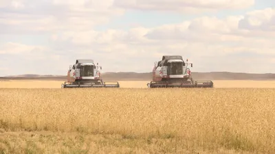 Уборка урожая зерновых началась в Казахстане