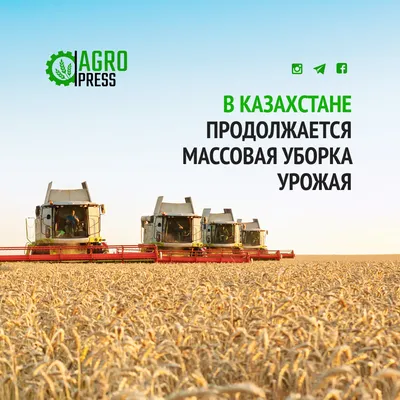 Уборка урожая: в Казахстане намолочено уже более 17 млн тонн зерна