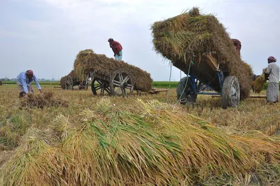 На 38,9 процента зерновых полей Азербайджана завершена уборка урожая -  АЗЕРТАДЖ