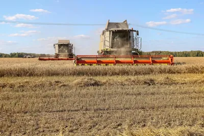 Сбор урожая в Провансе (картина) — Винсент Ван Гог