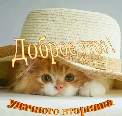 👒🦋🐾😸🐾🦋👒Удачного Вторника! | Милые котики, Смешные открытки,  Фотографии животных