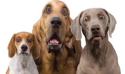 картинки удивление смешные: 12 тыс изображений найдено в Яндекс.Картинках |  Surprised dog, Dog pictures, I love dogs