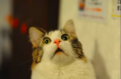 удивление картинки: 5 тыс изображений найдено в Яндекс.Картинках | Смешные  фото кошек, Смешные мемы о кошках, Смешные кошки