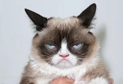 Grumpy Cat\" Угрюмый кот породы …» — создано в Шедевруме