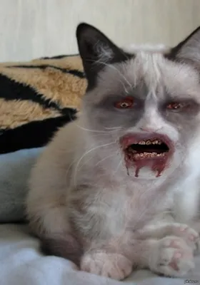 Угрюмый кот выглядит как человек, который проснулся от будильника