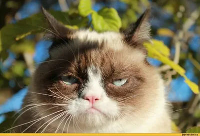 Grumpy Cat — Википедия