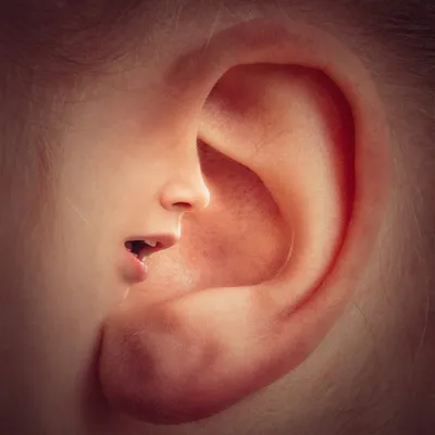 Человеческое ухо развилось из рыбьих жабр