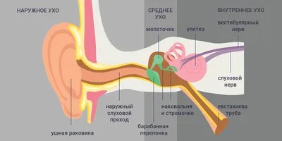 Ухо Девушки Крупным Планом Больное Красное Ухо От Аллергии — стоковые  фотографии и другие картинки Ухо - iStock