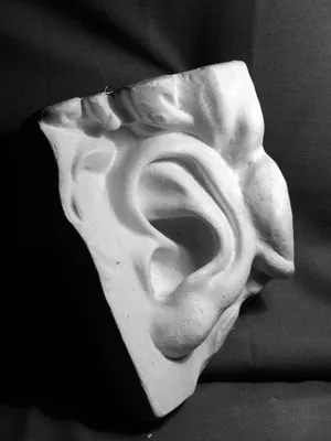 Как устроено ухо | Доктор Лесков | Дзен