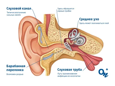 Как ЛОР может заглянуть вам в ухо? - effi блог