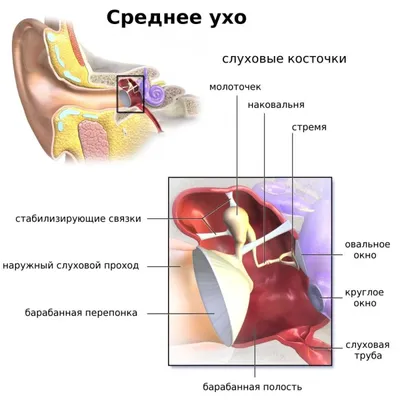 Уникальная операция — в КР впервые изготовили искусственное ухо. Фото -  21.09.2021, Sputnik Кыргызстан
