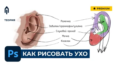 Ухо. Большая российская энциклопедия