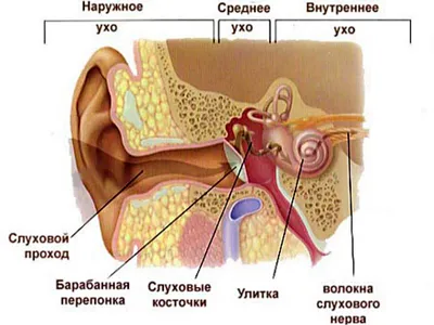 изображение женского уха с крошечным браслетом, женское ухо, нос, щека фон  картинки и Фото для бесплатной загрузки