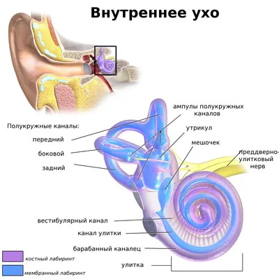Анатомия уха PNG , ухо, структура, Анатомический рисунок PNG картинки и пнг  PSD рисунок для бесплатной загрузки