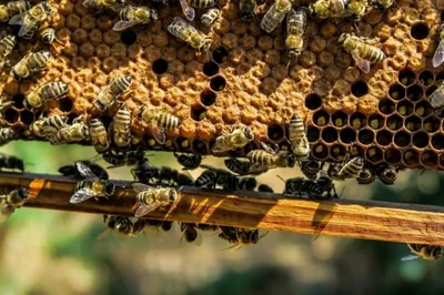 Flow Hive позволяет откачивать мёд прямо из улья | BEEFARM
