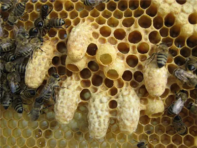 Пчелиные ульи: размеры, устройство, из чего состоит и как построить