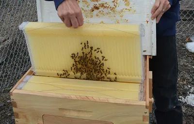 Улей для пчёл 12 рамочный ППУ (дно, дадан, два магазина, крышка) - купить с  доставкой по выгодным ценам в интернет-магазине OZON (1198187109)