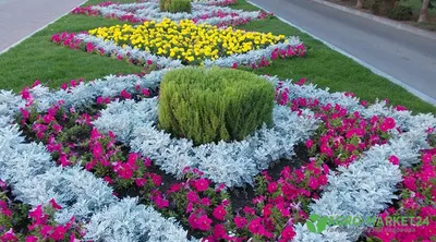 красочные уличные цветы зимой в саду, высокое разрешение, цветок,  фиолетовый цветок фон картинки и Фото для бесплатной загрузки