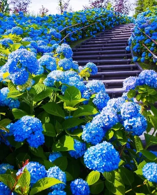 Бархатцы – самые популярные садовые цветы... - посадка, уход, фото, как  вырастить и собрать урожай - «Блог Флориум.юа» 2024