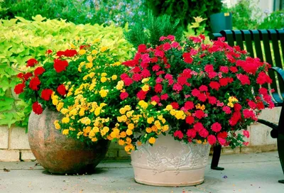 Летом садовые цветы Урсиния, яркие …» — создано в Шедевруме