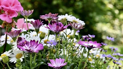 Растения Люпин Садовые Цветы - Бесплатное фото на Pixabay - Pixabay