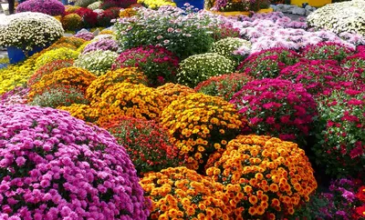 Пахучие цветы: самые ароматные садовые цветы - Agro-Market24