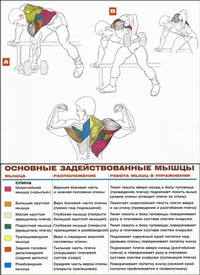 Тренировка на спину в тренажерном зале, советы и упражнения от  фитнес-тренера. Спорт-Экспресс