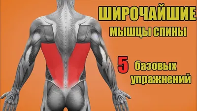 Как укрепить мышцы спины: 5 простых упражнений с гантелями | Фитнес с  GoodLooker | Дзен