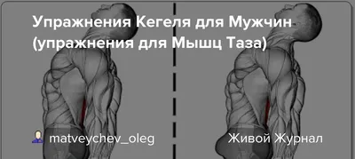 Упражнения Кегеля для мужчин: как делать, зачем укреплять мышцы тазового дна