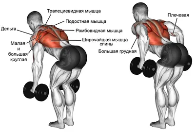 Лучшие упражнения с гантелями дома для женщин и мужчин