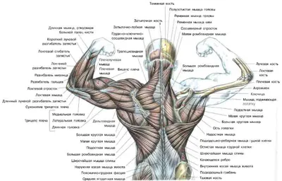 Упражнения на спину и плечи — правильные техники для укрепления спины