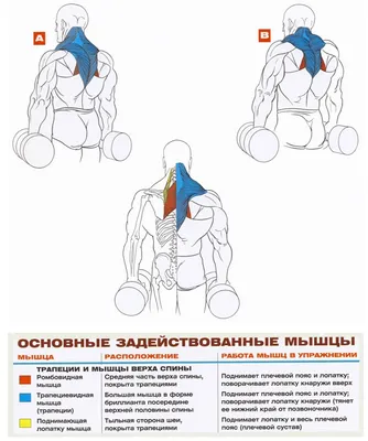 8 упражнений с гантелями для широкой и толстой спины | Железный спорт | Дзен