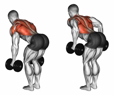 Упражнения на спину с гантелями для мужчин и женщин | Тренировки, Гантели,  Тренировка спины