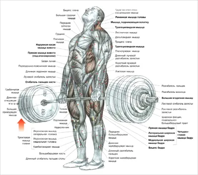 Эффективные упражнения со штангой – Статьи о спортивных товарах:  Terrasport.ua
