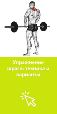 Упражнение шраги со штангой | Упражнения, Тренировки, Тело