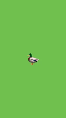 утка #duck | Sfondi iphone, Sfondi verdi, Sfondi