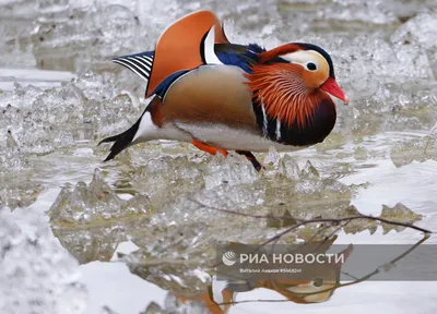 Краснокнижные утки-мандаринки попали на видео на «Земле леопарда» - YouTube