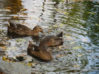 Британские ученые объяснили, почему утки плавают «гуськом» - Газета.Ru |  Новости