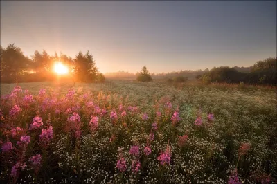 Утренние цветы. Photographer Ivan Muhin
