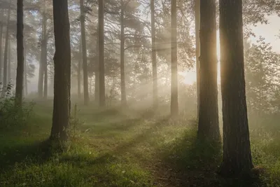 утренний лес — Фото №196317