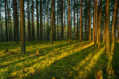 Утренний лес. | Фотограф Mihail | Фото № 44451