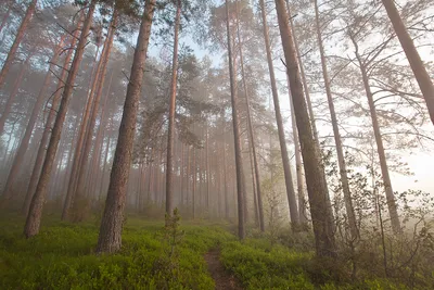 лес утро красивый фон, лес, раннее утро, зеленый фон картинки и Фото для  бесплатной загрузки
