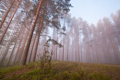 Фотообои лес в тумане купить на стену в Москве в интернет-магазине, цены в  Мастерфресок